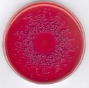 AGAR MACCONKEY, MARCA MERCK MILLIPORE PARA AISLAMIENTO DE SALMONELLA, SHIGELLA Y BACTERIAS COLIFORMES, FRASCO DE 500 g