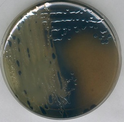 AGAR SULFITO DE BISMUTO, MARCA MERCK MILLIPORE, PARA DETECCIÓN DE SALMONELLA EN ESPECIAL Salmonella typhi, SEGÚN WILSON-BLAIR, FRASCO DE 500 g