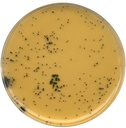 AGAR TSC MERCK MILLIPORE (AGAR TRIPTOSA-SULFITO-CICLOSERINA) (BASE) . SOLUBILIDAD EN AGUA 42G/L (100°C). ALMACENAR ENTRE +15°C y +25°C.