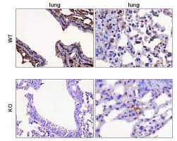 ANTI-PARP , CLONE C-2-10, QTY/PK 50UG. ANTICUERPO MONOCLONAL. FORMATO: PURIFICADO