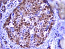 SIGMA-ALDRICH ANTICUERPO CABRA PDX1 POLICLONAL VALIDADO EN WV E IHC - 100 µL