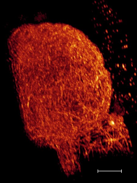 ANTICUERPO ANTI -?-TUBULINA, CLONE DM1A.HUESPED RATON. 200 µg