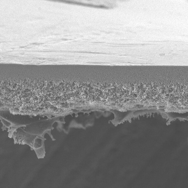 DISCOS DE MEMBRANA DE ULTRAFILTRACION BIOMAX PB, POLIETERSULFONA (PES), DE 10 KDA. DIAMETRO DEL FILTRO 76 MM. PAQUETE POR 10 MEMBRANAS. MARCA MILLIPORE