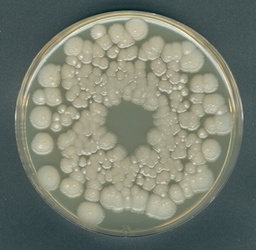 AGAR SUERO DE NARANJA PARA MICROBIOLOGIA 500 GRAMOS