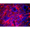 ANTICUERPO ANTI MICROTUBULAR ASOCIADO A PROTEINA 2 ( MAP2). CANTIDAD: 100 µL. MARCA MERCKMILLIPORE