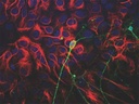 ANTICUERPO ANTI BETA III TUBULINA. CANTIDAD: 500 µL. MARCA MERCKMILLIPORE
