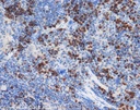 ANTICUERPO ANTI NEUROD. CANTIDAD: 100 µg. MARCA MERCKMILLIPORE