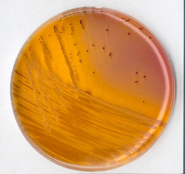 AGAR BASE STREPTOCOCCUS KF . CANTIDAD 500 gramos. MARCA MERCK