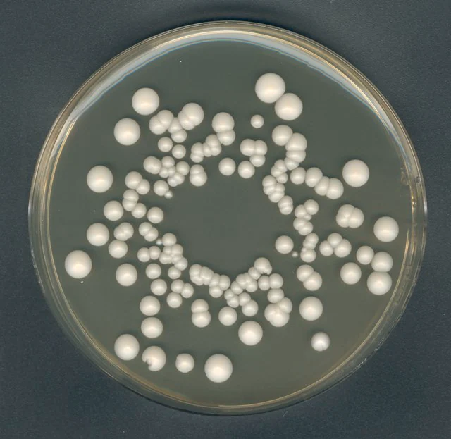 AGAR YGC AGAR EXTRACTO DE LEVADURA -GLUCOSA-CLORANFENICOL (FIL-IDF) PARA MICROBIOLOGIA . CANTIDAD 500 GRAMOS. MARCA MERCK