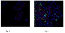 ANTICUERPO MONOCLONAL ANTI FOSFO HISTONA H2A.X (Ser139), CLON JBW301, ANTICUERPO CONJUGADO CON Alexa Fluor® 488. CANTIDAD: 100 µL. MARCA MERCKMILLIPORE