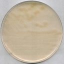 AGAR R2A PARA MICROBIOLOGIA. 500 GRAMOS. MARCA MERCK
