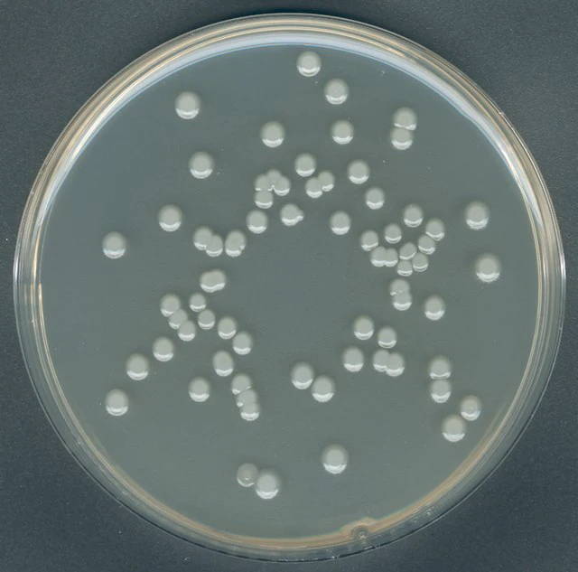 AGAR PLATE COUNT AGAR PEPTONA DE CASEINA-GLUCOSA-EXTRACTO DE LEVADURA PARA MICROBIOLOGIA. 500 GRAMOS. MARCA MERCK