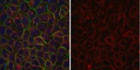 SIGMA-ALDRICH ANTICUERPO ANTI-?-TUBULINA, CLON DM1A, CONJUGADO ALEXA FLUOR®555, VALIDADO PARA USO EN IC - 100µL