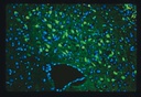 COLORANTE FLUORO-JADE® C - 30MG