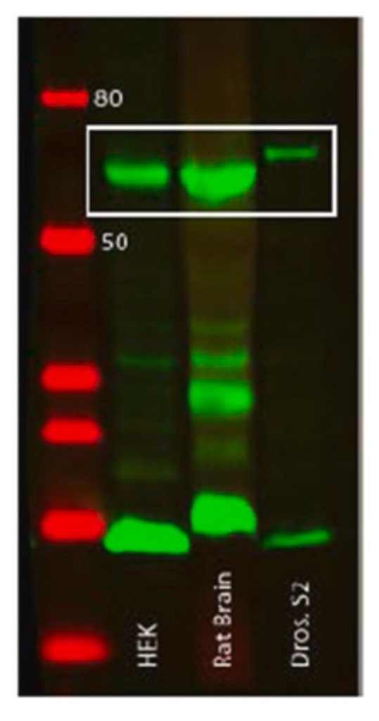 ANTI-AMPK ANTICUERPO MONOCLONAL ALFA, CLONE 34.2 ES UN ANTICUERPO CONTRA AMPK ALFA 1/2 PARA USO EN WESTERN BLOTTING. HOSPEDERO RATON. RUO