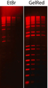 GELRED NUCLEIC ACID STAIN 3X WATER