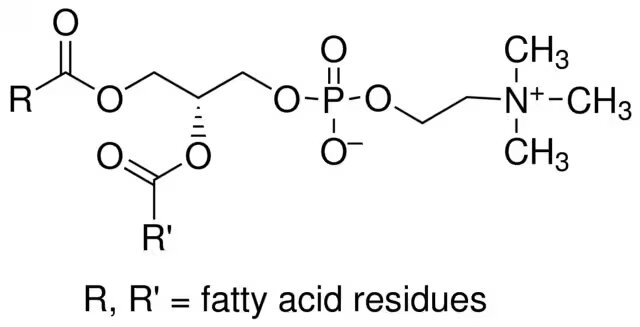 L-α-Lecithin, Soybean - CAS 8002-43-5 - Calbiochem