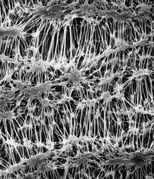 [FHUP04700] FILTROS DE MEMBRANA MILLIPORE TIPO FLUOROPORE HIDROFOBICO, NO LAMINADO DE SOPORTE, 0.5 MICRAS, 47 mm DE DIAMETRO. CAJA/100