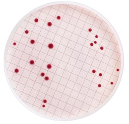 [MB000000E] MEDIO DE CULTIVO MF-ENDO DESHIDRATADO PARA RECUENTO DE COLIFORMES TOTALES. FRASCO/100 Gramos.