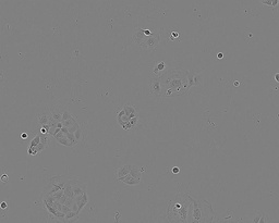 [86010202] Sulfur PESTANAL®, analytical standardCACO-2 CELL LINE HUMAN FROM HUMAN COLON(CAUCADENOCARCINOMA) 1 VIAL