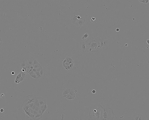 [86010202] Sulfur PESTANAL®, analytical standardCACO-2 CELL LINE HUMAN FROM HUMAN COLON(CAUCADENOCARCINOMA) 1 VIAL