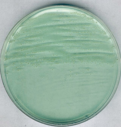 [1038630500] AGAR PARA ANAEROBIOS MARCA MERCK MILLIPORE SEGÚN BREWER, PARA CULTIVO DE CLOSTRIDIUM Y OTROS MICROORGANISMOS EN SUPERFICIES, FRASCO DE 500 g