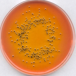 [1076670500] MERCK AGAR SS PARA AISLAMIENTO DE SALMONELLA Y SHIGELLA - 500G