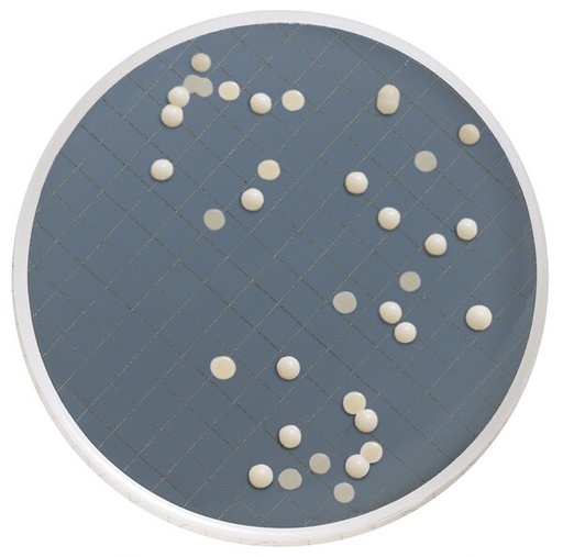 [MXSMCSD48] CASSETTE MILLIFLEX PRELLENADO CON 10 ML AGAR SABOURAUD DEXTROSA PARA IDENTIFICACION DE MOHOS Y LEVADURAS PAQ/48