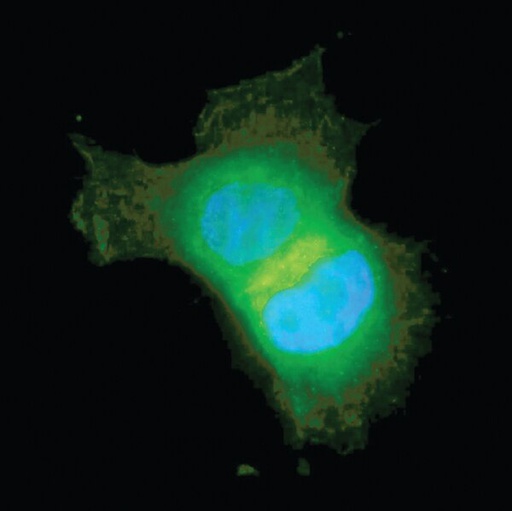 [16-293] Anti-Akt/PKB Antibody, PH Domain, clone SKB1, Alexa Fluor® 488. 50ug