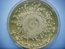 [1135710001] AGAR MUELLER HINTON, MERCKOPLATE PARA ANALIZAR LA SENSIBILIDAD DE PATOGENOS CLINICOS. PKT 20 PLATOS CON AGAR.