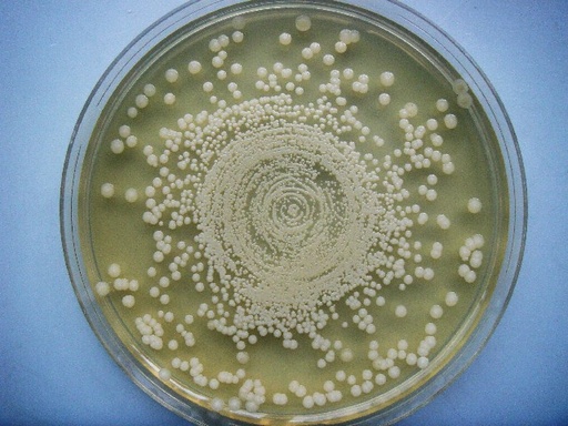 [1135710001] AGAR MUELLER HINTON, MERCKOPLATE PARA ANALIZAR LA SENSIBILIDAD DE PATOGENOS CLINICOS. PKT 20 PLATOS CON AGAR.