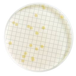 [MXSMTGE48] CASSETTE MILLIFLEX MILLIPORE PRELLENADO CON AGAR EXTRACTO DE GLUCOSA TRIPTONA / PAC48