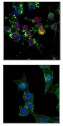 [16-202A] ANTI-PHOSPHO-HISTONE H2A.X ( SER 139), FITC CONJ.QTY/PK 100UG. HOST: MOUSE. SPECIES REACTIVITY: -, APPLICATIONS: FLOW CYTOMETRY