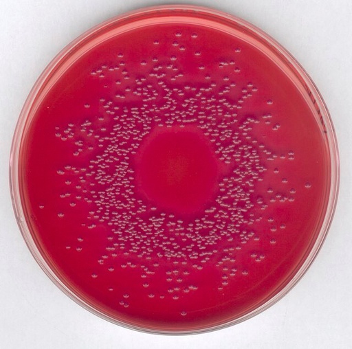 [1002050500] AGAR MACCONKEY, MARCA MERCK MILLIPORE PARA AISLAMIENTO DE SALMONELLA, SHIGELLA Y BACTERIAS COLIFORMES, FRASCO DE 500 g