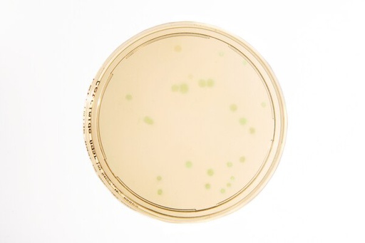 [1460480020] AGAR CETRIMIDA - LI SEGÚN EP 30 ml. AGAR SELECTIVO PSEUDOMONAS. 20 PC