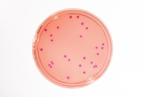 [1460000020] AGAR VRBD - Ll 30 ml. IDENTIFICACION ENTEROBACTERIA Y BACTERIAS GRAM NEGATIVAS TOLERANTE A BILIS. 20 PC