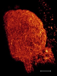 [05-829] ANTICUERPO ANTI -?-TUBULINA, CLONE DM1A.HUESPED RATON. 200 µg