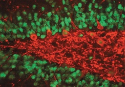 [MAB377] ANTICUERPO ANTI NEUN , CLON A60.HUESPED: RATON. 500 µg