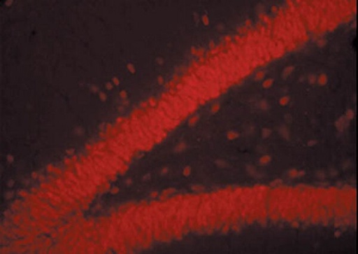 [AP192C] ANTICUERPO POLICLONAL CHEMICON-MILLIPORE DONKEY ANTI-MOUSE IGG (H-L) CY3; CONJUGADO;VALIDADO PARA IF; ADSORBIDO POR ESPECIES PARA MÍNIMA REACCIÓN CRUZADA; 500 UG.