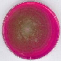 [1004670500] MERCK AGAR ROJO DE BENGALA-CLORANFENICOL PARA MICROBIOLOGÍA - 500G