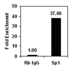 [16-663] PERLAS MAGNETICAS PROTEINA A +G Magna ChIP.VOLUMEN : 1 ML. 50 REACCIONES. MARCA MERCKMILLIPORE