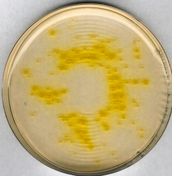 [1052840500] AGAR CETRIMIDA AGAR SELECTIVO PARA PSEUDOMONAS (BASE) PARA MICROBIOLOGIA(ACCORDING HARM. EP/USP/JP). CANTIDAD 500 GRAMOS. MARCA MERCK