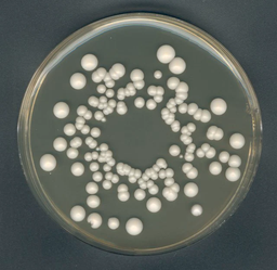 [1160000500] AGAR YGC AGAR EXTRACTO DE LEVADURA -GLUCOSA-CLORANFENICOL (FIL-IDF) PARA MICROBIOLOGIA . CANTIDAD 500 GRAMOS. MARCA MERCK