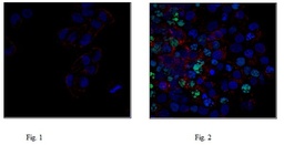 [05-636-AF488] ANTICUERPO MONOCLONAL ANTI FOSFO HISTONA H2A.X (Ser139), CLON JBW301, ANTICUERPO CONJUGADO CON Alexa Fluor® 488. CANTIDAD: 100 µL. MARCA MERCKMILLIPORE