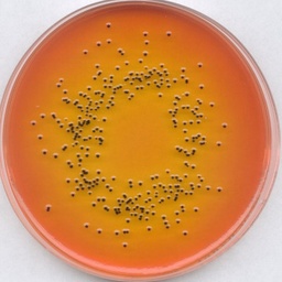 [1038530500] AGAR SS (SALMONELLA SHIGELLA)REF. ISO 6579 GRANUCULT ® PRIMER PRESENTACION 500 gr