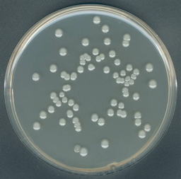 [1054630500] AGAR PLATE COUNT AGAR PEPTONA DE CASEINA-GLUCOSA-EXTRACTO DE LEVADURA PARA MICROBIOLOGIA. 500 GRAMOS. MARCA MERCK
