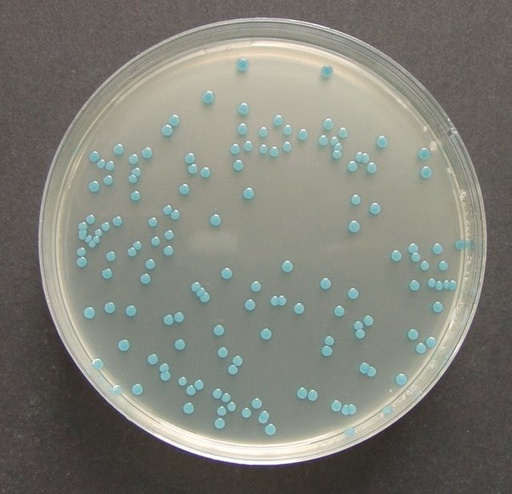 [1004390010] CROMOCULT SUPLEMENTO DE ENRIQUECIMIENTO PARA AGAR LISTERIA. 10 X 1 VIAL. MARCA MERCK