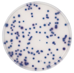 [1009500500] AGAR PARA ENTEROCOCOS PARA MICROBIOLOGIA CHROMOCULT ®. 500 GRAMOS. MARCA MERCK