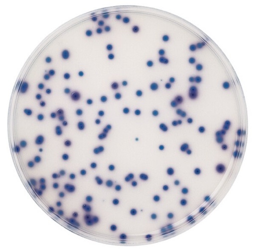 [1009500500] AGAR PARA ENTEROCOCOS PARA MICROBIOLOGIA CHROMOCULT ®. 500 GRAMOS. MARCA MERCK