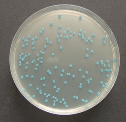 [1004270500] AGAR SELECTIVO PARA LISTERIA BASE SEGÚN OTTAVIANI Y AGOSTI PARA MICOBIOLOGIA CROMOCULT. 500 GRAMOS. MARCA MERCK